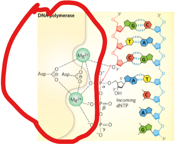 <p>During a DNA synthesis reaction,what is required at the active site in the DNA polymerase enzyme?</p>