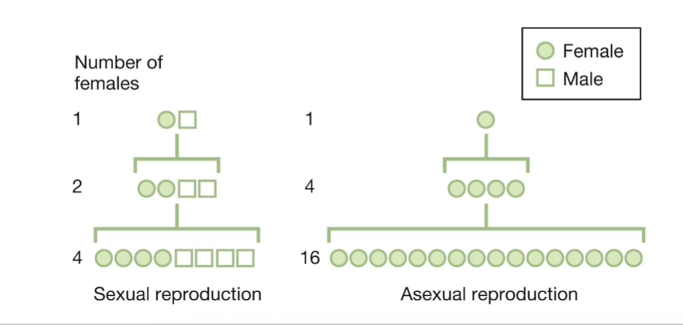 <p><span>• Asexual female passes twice as many copies of genes to<br>offspring<br>• There is a cost to a population in males (half as many direct<br>offspring producers)<br>• John Maynard Smith termed this “the twofold cost of sex”</span></p>