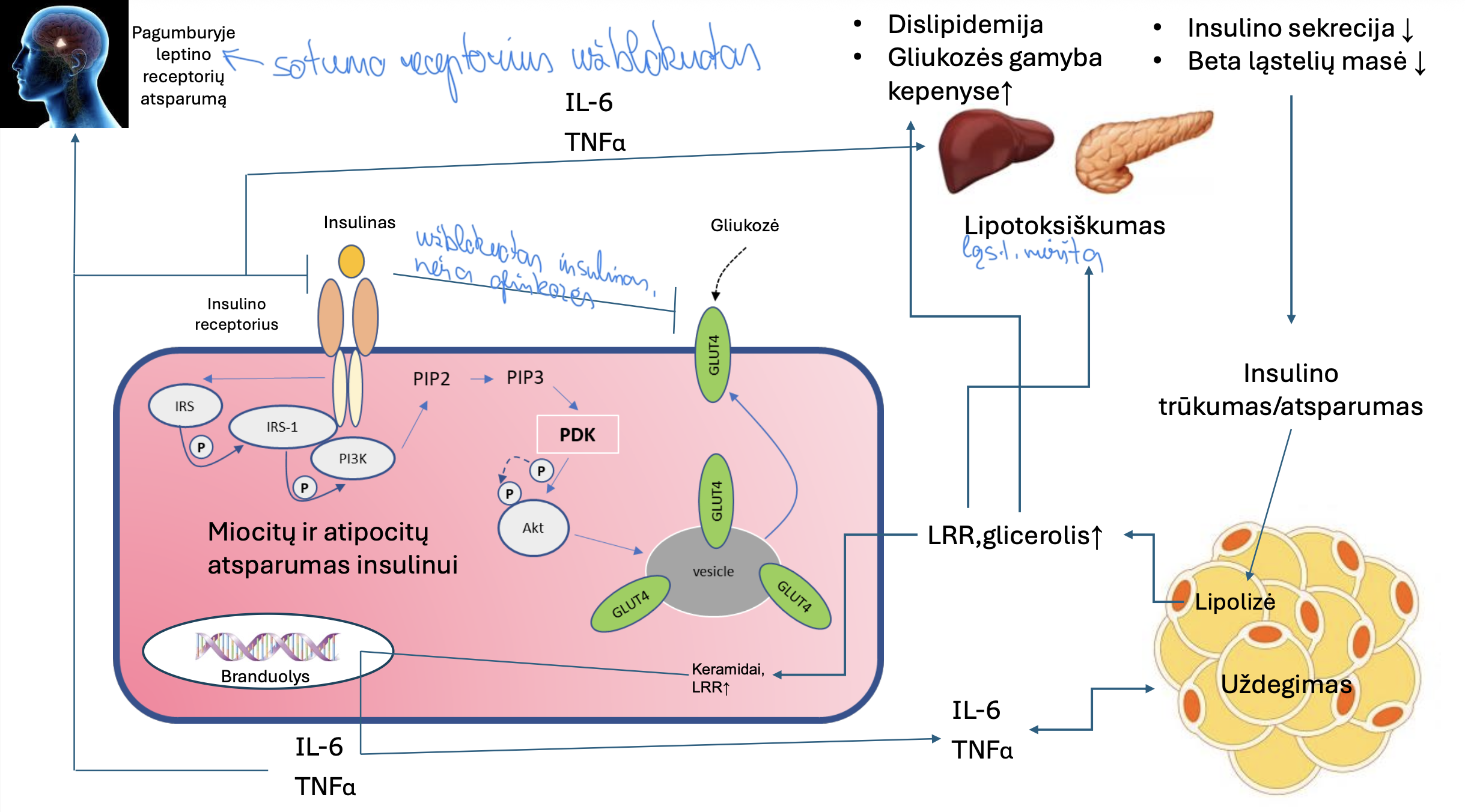 <p>Dėl sumažėjusios insulino sekrecijos ir sumažėjusios beta ląstelių masės:</p><ol><li><p>Padidėja lipolizė → LRR →ketogenezė ir glicerolis → gliukoneogenezė</p></li><li><p>Riebalinis audinys tampa uždegiminiu organu, išskiriami IL-6 ir TNF-alfa → blokuojamas insulino receptorius. Užblokuotas ir GLUT4 → raumenys nebepasisavina gliukozės. Pogumburyje leptino receptorius užblokuojamas, žmogus nebejaučia saiko. Sukeliama dislipidemija ir padidėjusi gliukozės gamyba kepenyse.</p></li><li><p>Nepaisant aukšto insulino kepenys toliau gamina gliukozę, didina glikogenolizę.</p></li><li><p>LRR sukelia lipotoksiškumą.</p></li><li><p>Kasa ilgą laika bando kompensuoti, gamina insuliną → hiperinsulinemija, bet dėl lipotoksiškumo, dislipidemijos, gliukotoksiškumo BETA kasos ląstelės miršta ir mažėja insulino sekrecija.</p></li></ol><p></p>