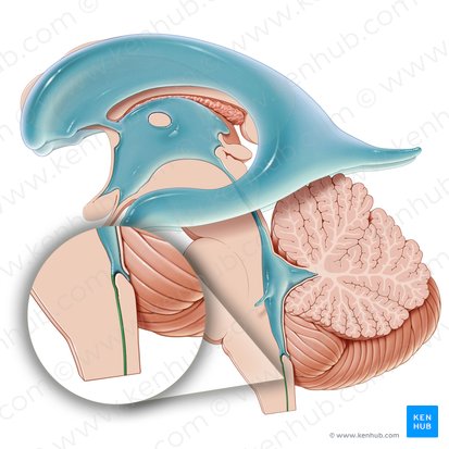 <p>középső csatorna (4. Agykamra→medulla spinalis)</p>