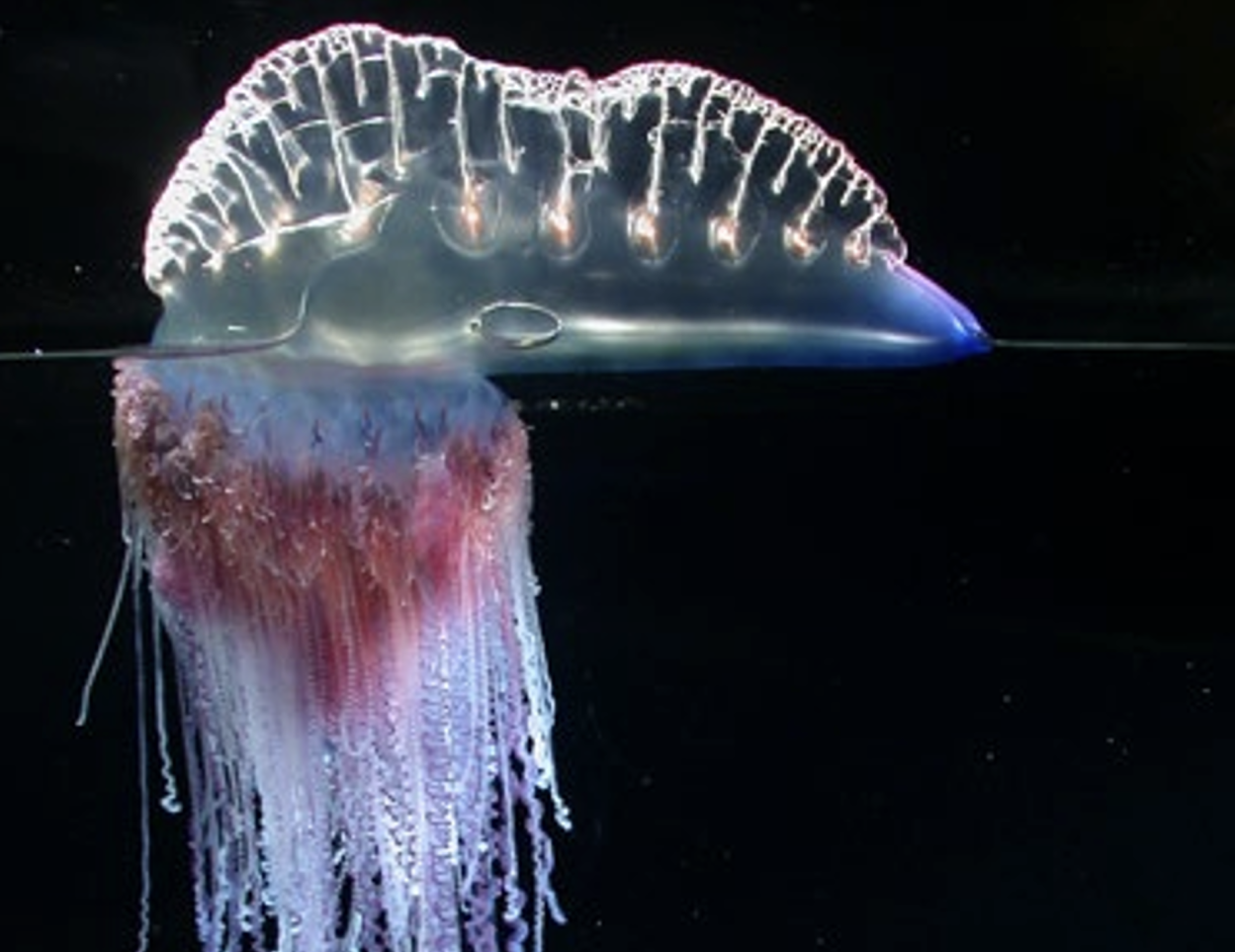 <p>List the taxonomic groups from broad to narrow of the genus Physalia</p>