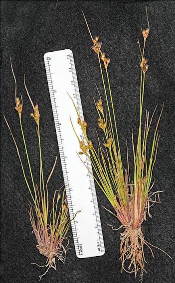 <p>Juncus Interior, Juncacae</p>