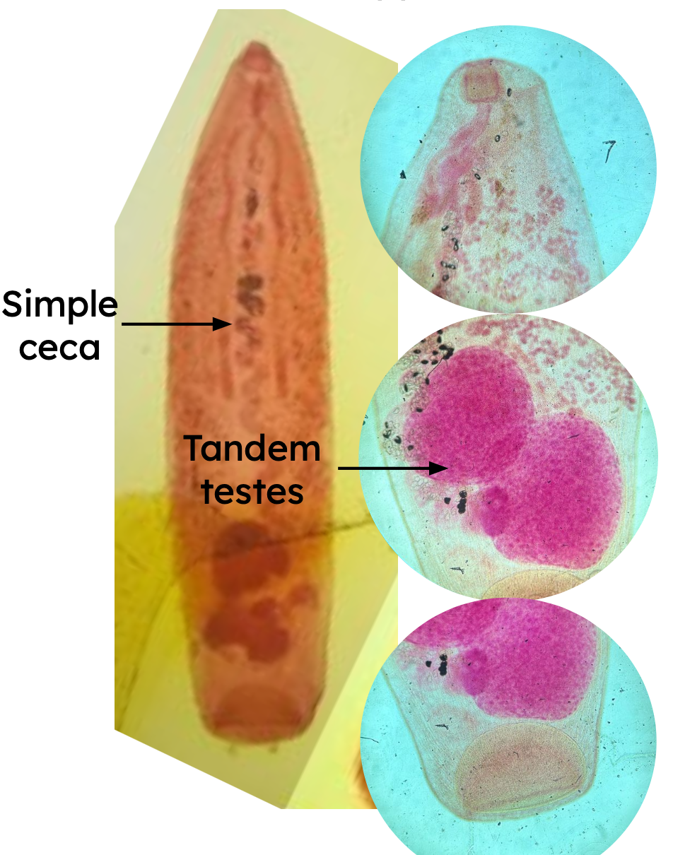 <p>Identification:</p><p>Common name:</p><p>Organ loc:</p><p>Intermediate Host:</p><p>Definitive Host:</p><p>Family: </p>