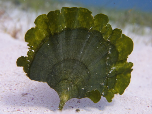 <p>Mermaid’s Tail Algae</p>
