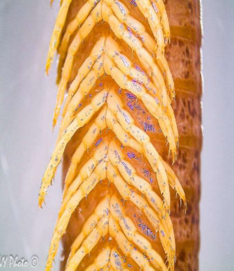 <p>Subphylum and name?</p>