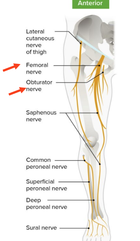 <ul><li><p>arises from <strong>lumbar plexus</strong></p></li><li><p>innervates flexors of the hip & extensors of knee</p></li><li><p>located mainly in <strong>ant. compt of thigh</strong></p></li></ul><p></p>