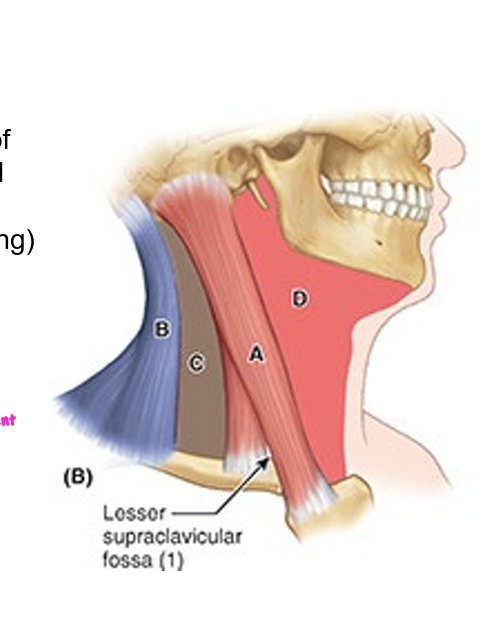 <ul><li><p>sternocleidomastoid region (A)</p></li><li><p>post. cervical region (B)</p></li><li><p>ant. cervical region (D)</p></li><li><p>lateral cervical region (C)</p></li></ul><p></p>