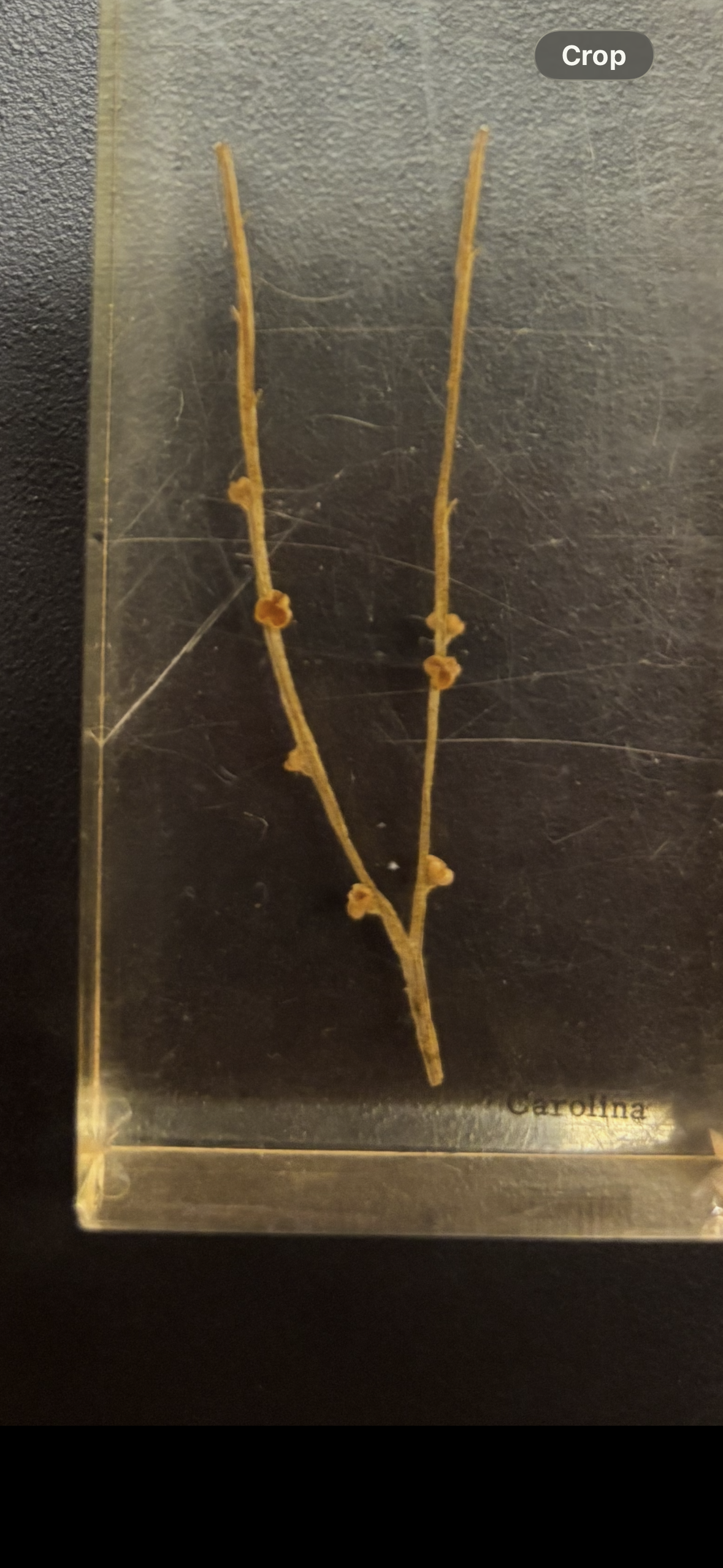 <p>identify and label stems, sporangia and scales</p>