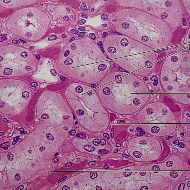 <p>what kind of tissue is this?</p>