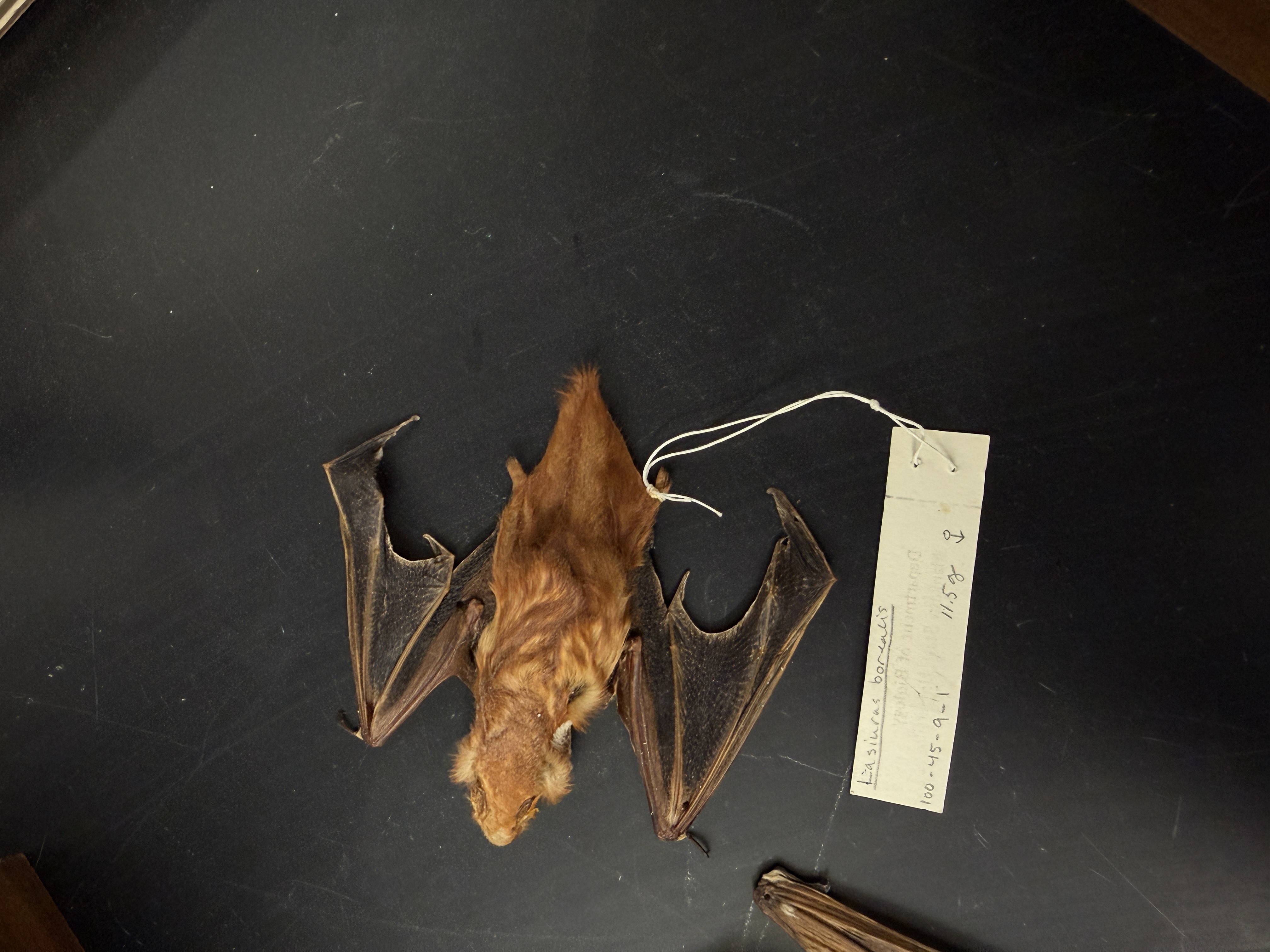 <p>Vespertilionidae</p>