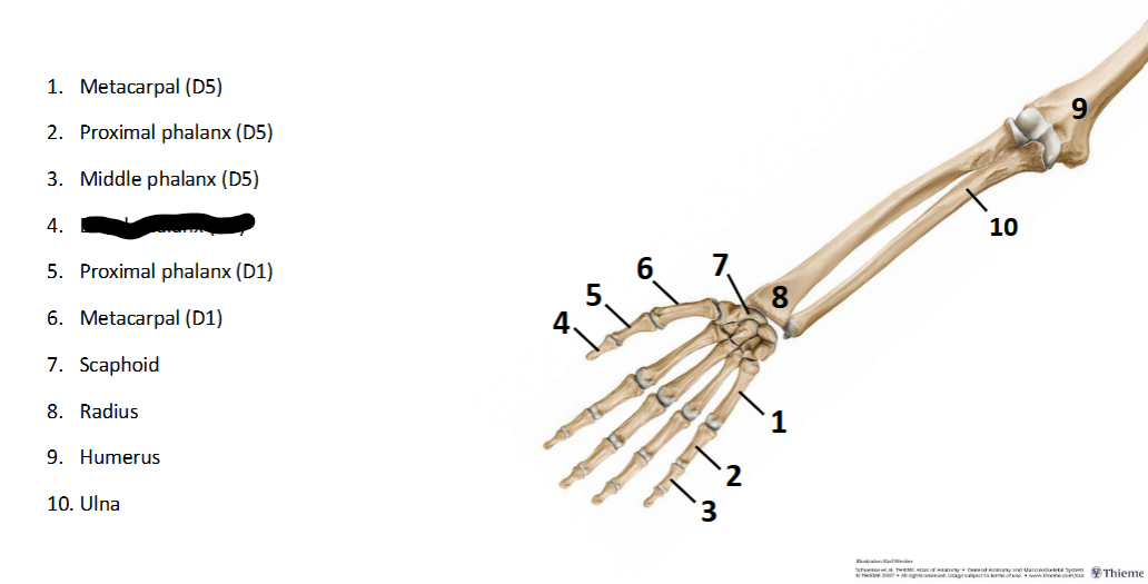 <p>What sturcture is this within the <strong>Upper-Appendicular?</strong></p>