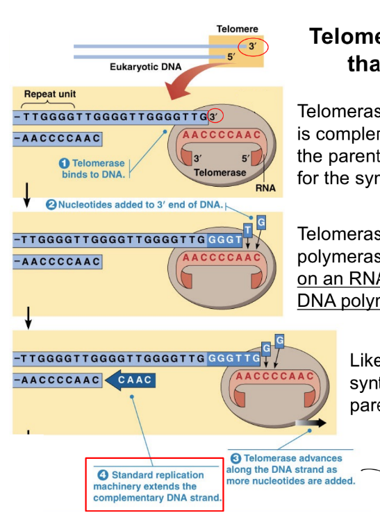 <p>telomerase (a DNA polymerase)</p><ul><li><p>extends the<span style="color: blue;"><strong> <u><mark data-color="blue" style="background-color: blue; color: inherit;">3’ end</mark></u></strong></span> of the <strong><u>parent </u></strong>strand, using a RNA template, to maintain chromosome length</p></li></ul><p>telomerase is a <strong><u>reverse transcriptase</u></strong></p><ul><li><p>(b/c <u>makes DNA based on an RNA template</u>, where central dogma is DNA → RNA → protein)</p></li></ul><p>_</p><p>then, the <u>lagging daughter strand extends</u> via <u>primase + DNA pol + ligase</u> using this <strong><u>newly synthesized parent strand as the template</u></strong></p><p></p>