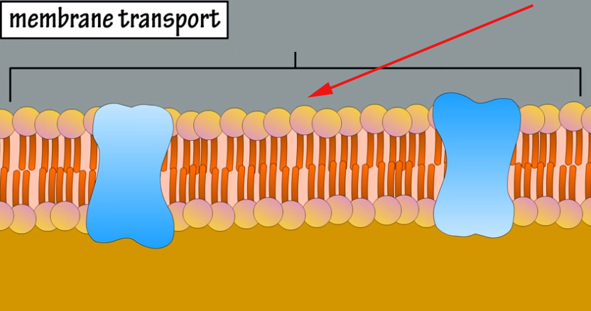 <p><span>What is the purpose of this region as indicated by the arrow?</span></p>
