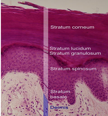 <p>Stratum corneum (cornified layer)</p>