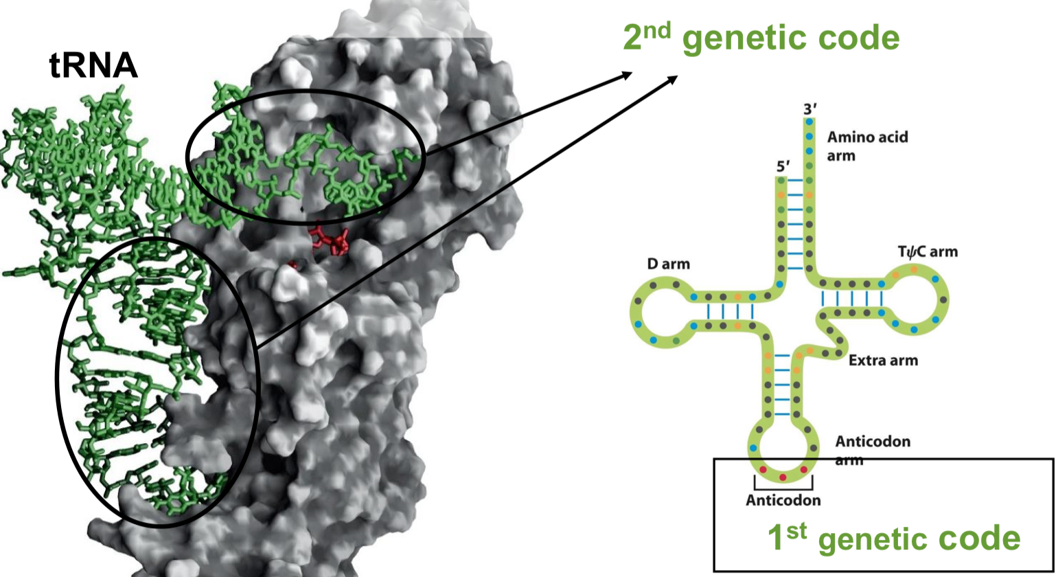 <ul><li><p>First genetic code: codon matched with amino acid (during translation)</p></li><li><p>Second genetic code: tRNA matched with amino acid (during tRNA charging)</p><ul><li><p>the 2nd code happens before translation begins</p></li></ul></li><li><p>the 2nd genetic code isn’t defined by a simpel table and consists of several residues on the tRNA that mediates their recognition by the aminoacyl-tRNA synthetase</p><ul><li><p>it is distinct from codon/anti-codon interaction</p></li></ul></li></ul><p></p>