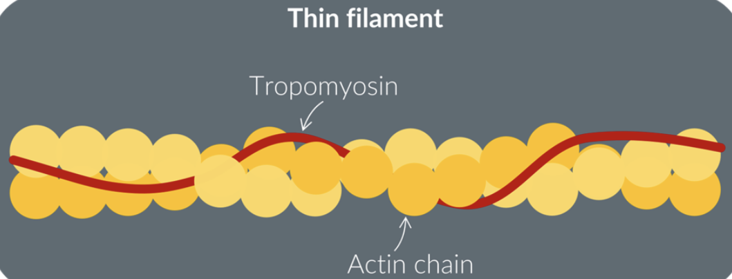 <p><span>made up of 2 actin filaments wrapped around each other</span></p><p><span>has a </span>protein chain wrapped around the actin filaments called tropomyosin</p><p>each individual circle in the actin chain is an actin protein</p>