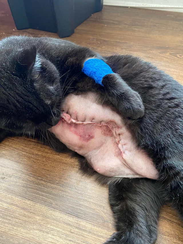 <p>Feline Mammary Tumor Surgical Treatment</p>