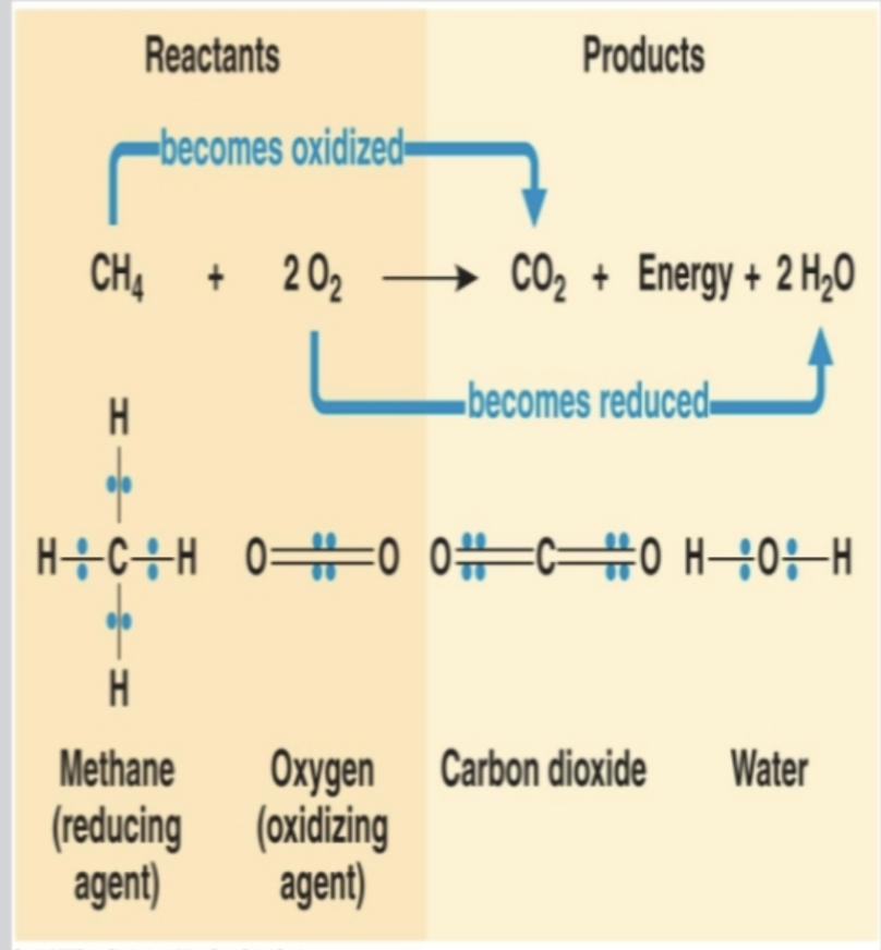 <ul><li><p><strong>Methane oxidized </strong>→ CO2 (loss H+ &amp; electrons)</p></li><li><p><strong>Oxygen reduced </strong>→ H2O (gain H+ &amp; electrons)</p></li></ul><p></p>
