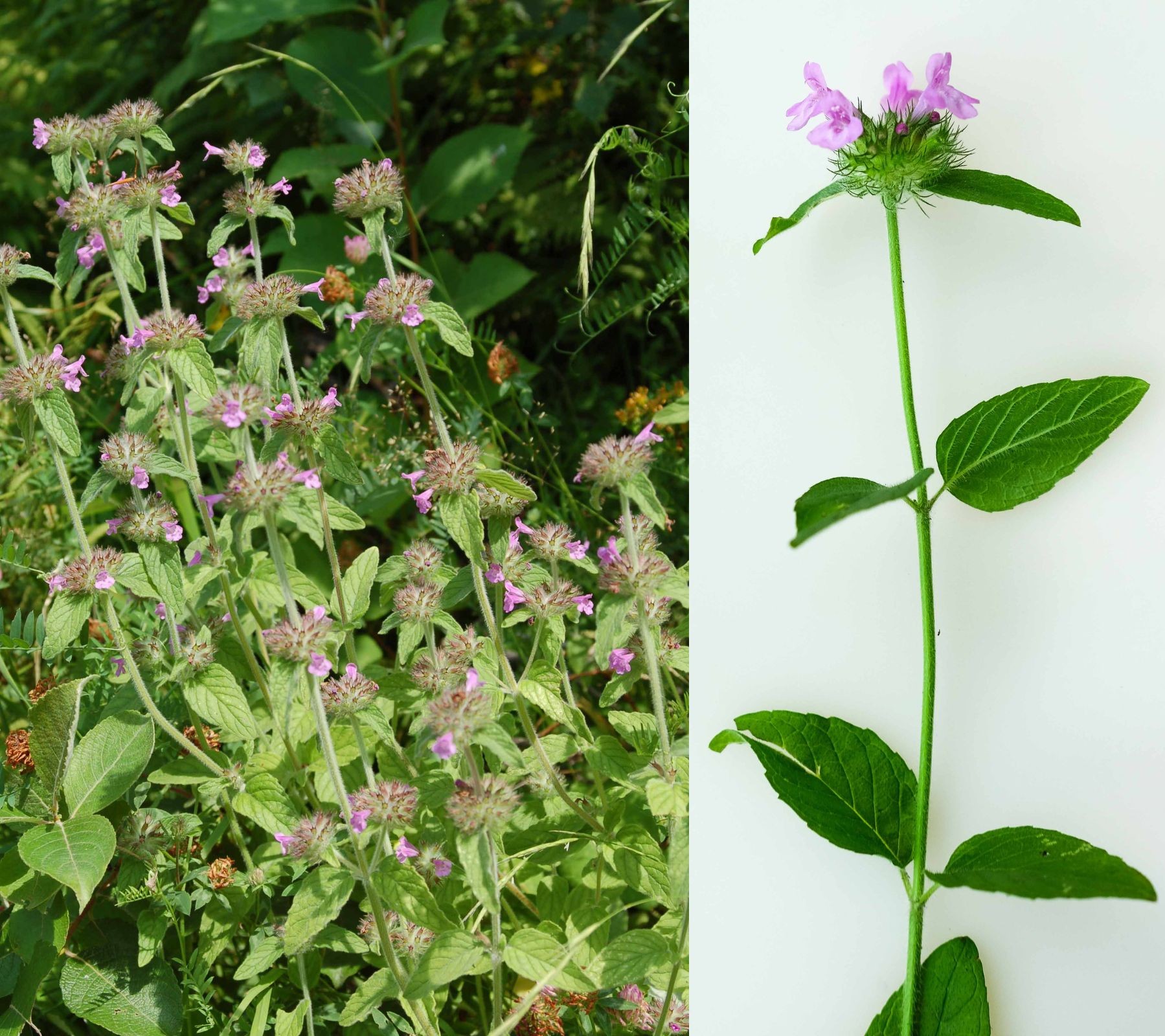 <p><span style="background-color: rgba(0, 0, 0, 0); line-height: 27px;">Klasa <strong>TRIFOLIO-GERANIETEA</strong></span></p>