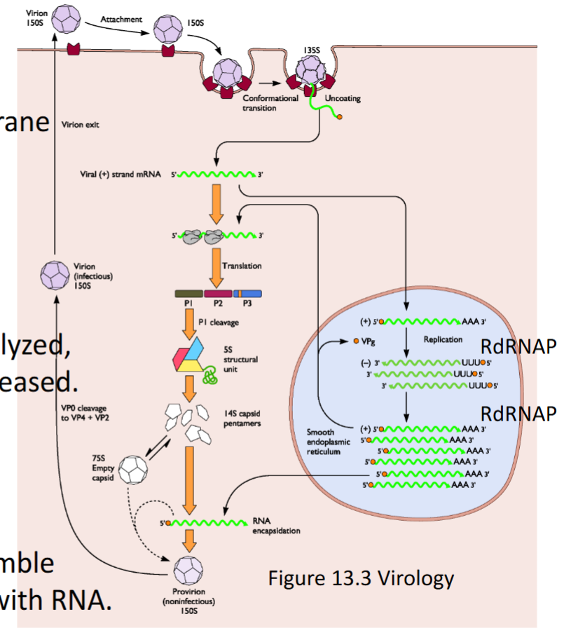 <p>Polio = non-enveloped picornavirus (not RT); (+) RNA strand genome; 4 proteins x 60 = capsid</p><ol><li><p>Virus attaches to PVR</p></li><li><p>Uncoating of the virus at the cell membrane</p></li><li><p>+ Strand RNA virus = directly begin synthesis of <u>polyprotein</u></p></li><li><p><u>Initial cleavage is autocatalyzed</u> = releases proteases for further cleavage</p></li><li><p>When [capsid proteins] = high enough → <strong><em><u>auto assemble </u></em></strong>in a concerted assembly with RNA (based on chance)</p></li></ol><p></p>