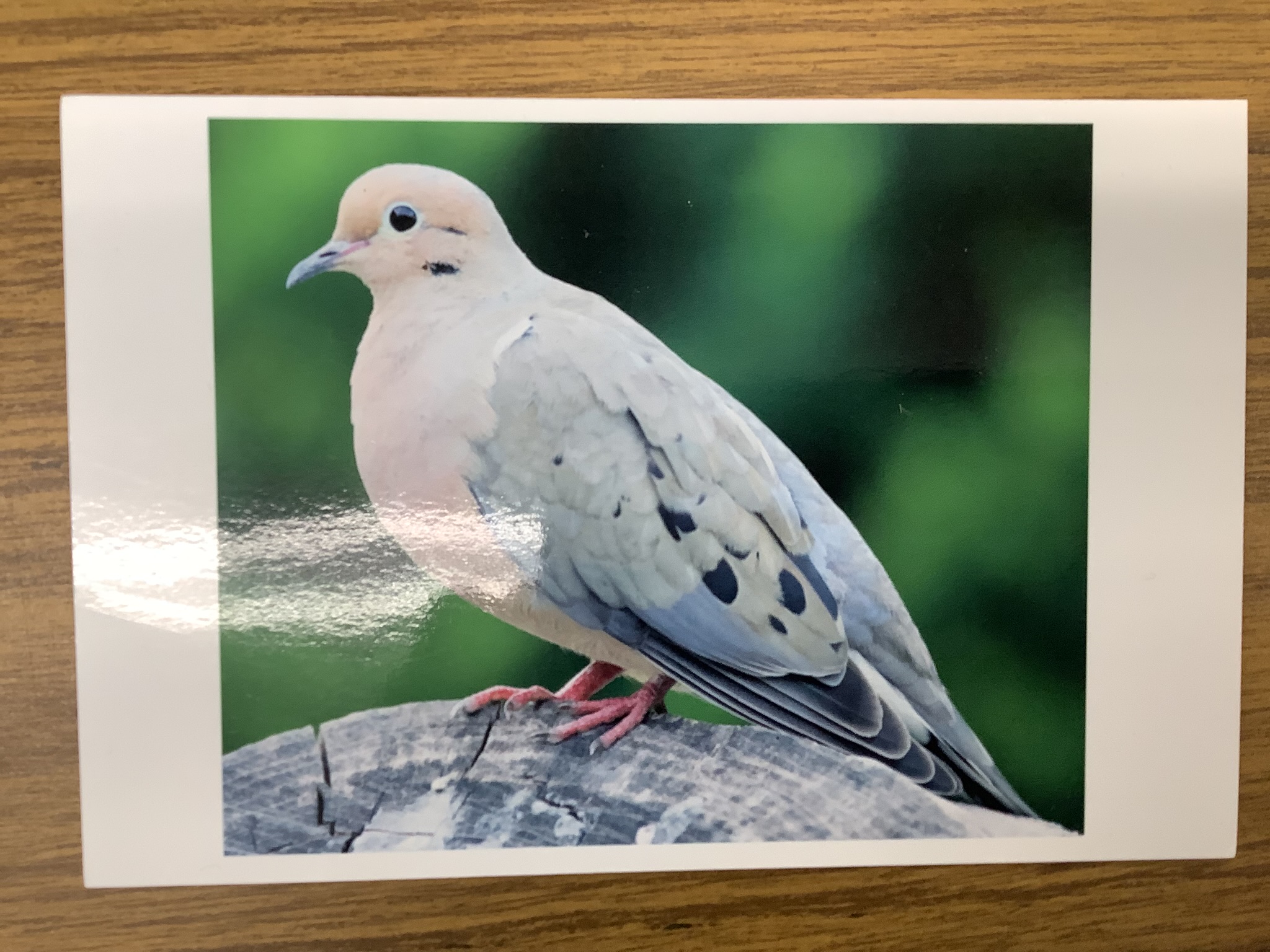 <p>Class Reptilllia </p><p>Order Columbiformes</p><p>Mourning Dove </p><p></p>