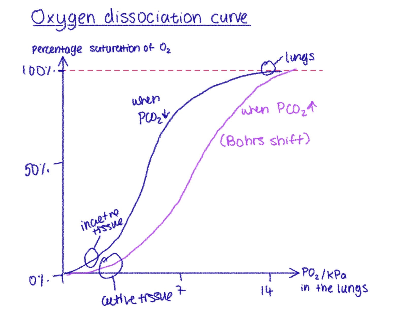 <p>Why is it an s-shaped curve?</p>