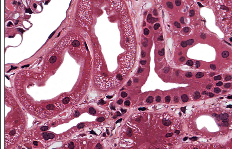 <p>what tissue type is this</p>