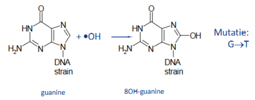 <p>De radicalen (<span>$^{\bullet}OH$</span>) uit de vorige stap vallen hier het DNA aan en veranderen de base guanine in het defecte <strong>8OH-guanine (8OH-G)</strong>. Dit zorgt voor een permanente <strong>G </strong><span><strong>$\rightarrow$</strong></span><strong> T mutatie</strong>.</p><p>De directe link met ontsteking werkt via deze korte vicieuze cirkel:</p><ul><li><p><strong>1. DNA-schade als alarmsignaal (DAMP):</strong> Wanneer cellen door oxidatieve stress volstromen met 8OH-G en mutaties, raken ze ernstig beschadigd of sterven ze af. De cel laat deze geoxideerde DNA-fragmenten (8OH-G) los in de omgeving. Het immuunsysteem herkent dit gemutileerde DNA als een gevarensignaal (een <em>Damage-Associated Molecular Pattern</em> of DAMP) en start direct een <strong>ontstekingsreactie</strong> om de boel op te ruimen.</p></li><li><p><strong>2. De ontsteking slaat terug:</strong> De geactiveerde immuuncellen die op de ontsteking afkomen, produceren als afweerreactie <em>nóg meer</em> radicalen (<span>$^{\bullet}OH$</span>).</p></li><li><p><strong>3. De vicieuze cirkel:</strong> Deze nieuwe radicalen vallen vervolgens de gezonde cellen in de buurt aan, wat daar weer leidt tot de vorming van <em>meer</em> 8OH-G en mutaties.</p></li></ul><p><strong>Kortom:</strong> 8OH-G is de fysieke DNA-schade veroorzaakt door oxidatieve stress, die door het lichaam wordt opgemerkt als een biologische brandhaard, waardoor een chronische ontsteking blijft loeien.</p><p></p>