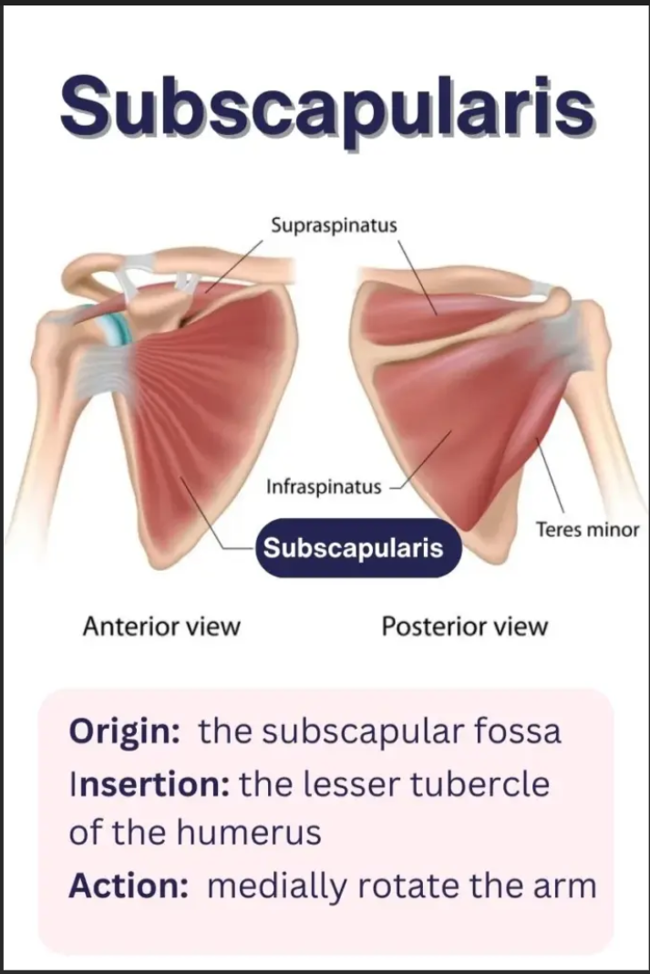 <p>Subscapularis (shoulder) origin Subscapularis (shoulder) origin  </p>