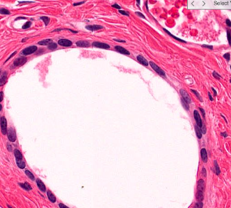 <p>What tissue is this?</p>