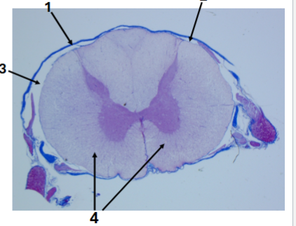 <p>Slide 37</p>