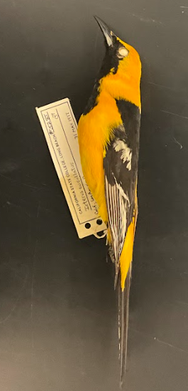 <p>Hooded Oriole</p>