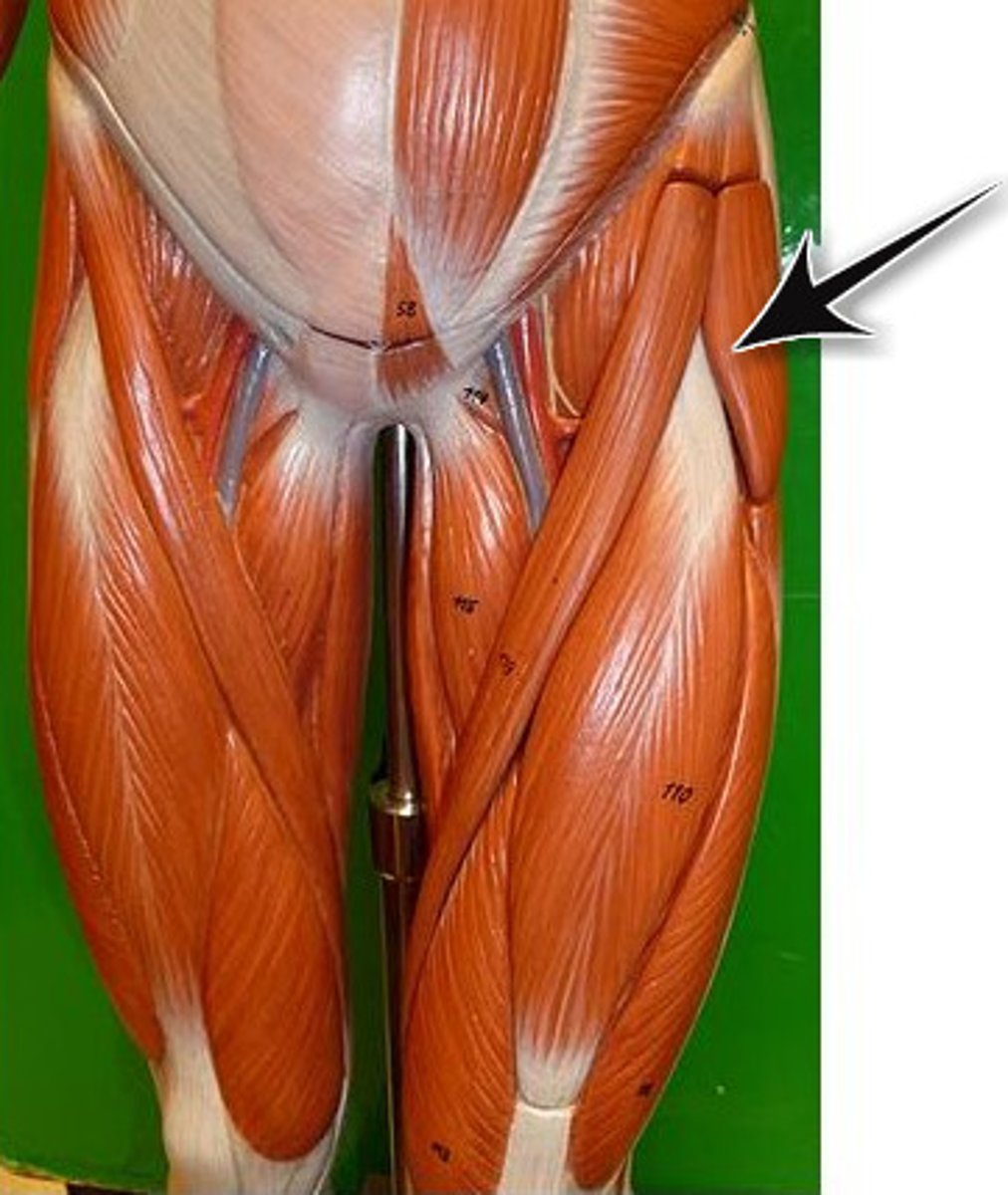 <p>Action - flexes and abducts thigh</p><p>Origin - anterior superior iliac spine</p><p>Insertion - lateral condyle of tibia</p>