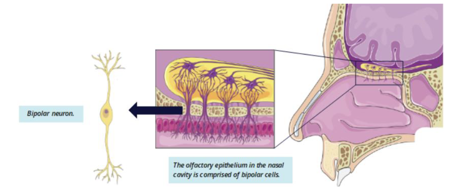 <ul><li><p>Olfactory epithelium</p><ul><li><p>lines nasal cavity</p></li><li><p>composed of: </p><ul><li><p>pseudostratified ciliated columnar epithelium</p></li><li><p>bipolar olfactory receptor neurons </p></li></ul></li></ul></li></ul><p></p>