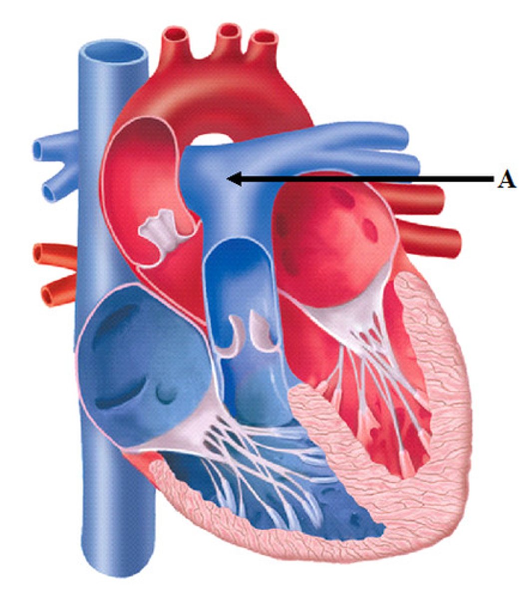 <p>pulmonary arteries </p><p>transport deoxygenated </p><p>blood away from heart to lungs</p>