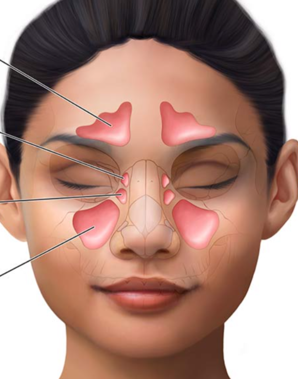 <p>Identify the sinuses superior to inferior </p>