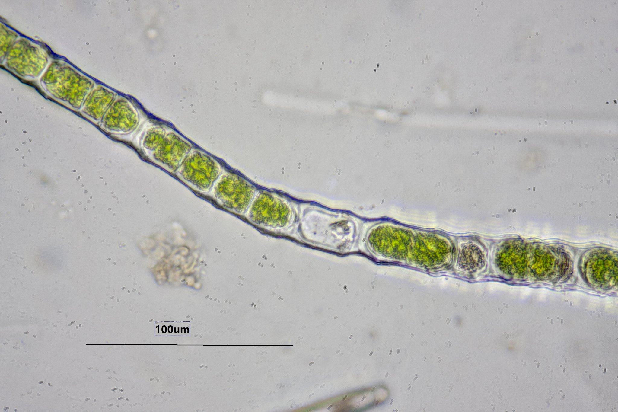 <p>Identify</p>