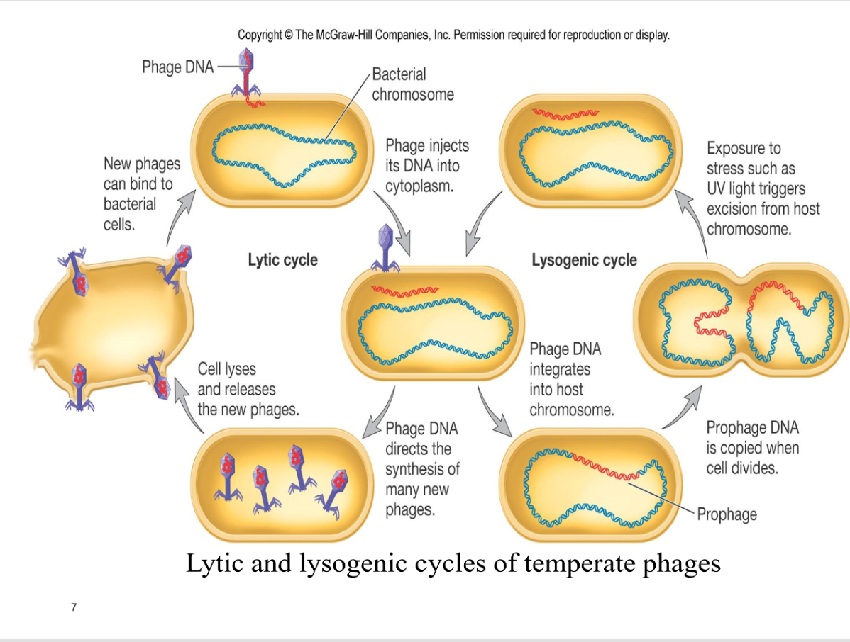 <p>temperate phages</p>