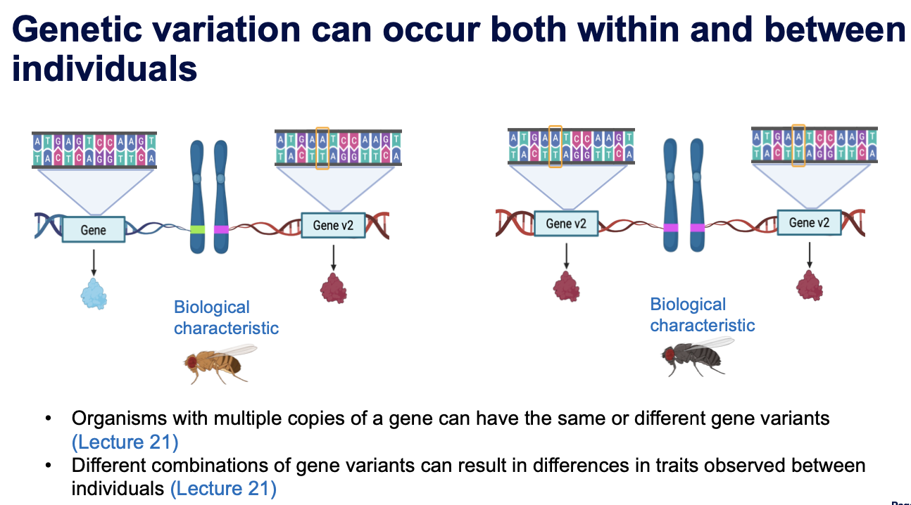 <ul><li><p><span>Genetic variation can effect how gene products function </span><span style="color: rgb(0, 112, 192);">(Lecture 20)</span></p></li><li><p><span>The function of gene products gives rise to Biological characteristics (traits/phenotypes) that are influenced by genetic variation </span><span style="color: rgb(0, 112, 192);">(Lecture 21)</span></p></li></ul><p></p>