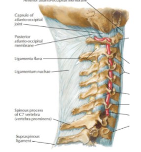<ul><li><p>Very long spinous process</p></li><li><p>Called vertebrae prominins</p></li><li><p>Most superior visible spinous process</p></li><li><p>Spinous process generally NOT bifid</p></li></ul><p></p>