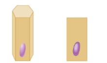 <p>what shape of epithelial tissue is this</p>