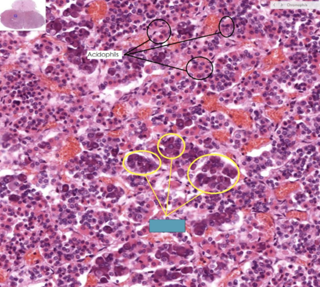 <p>Identify the region of the organ</p>