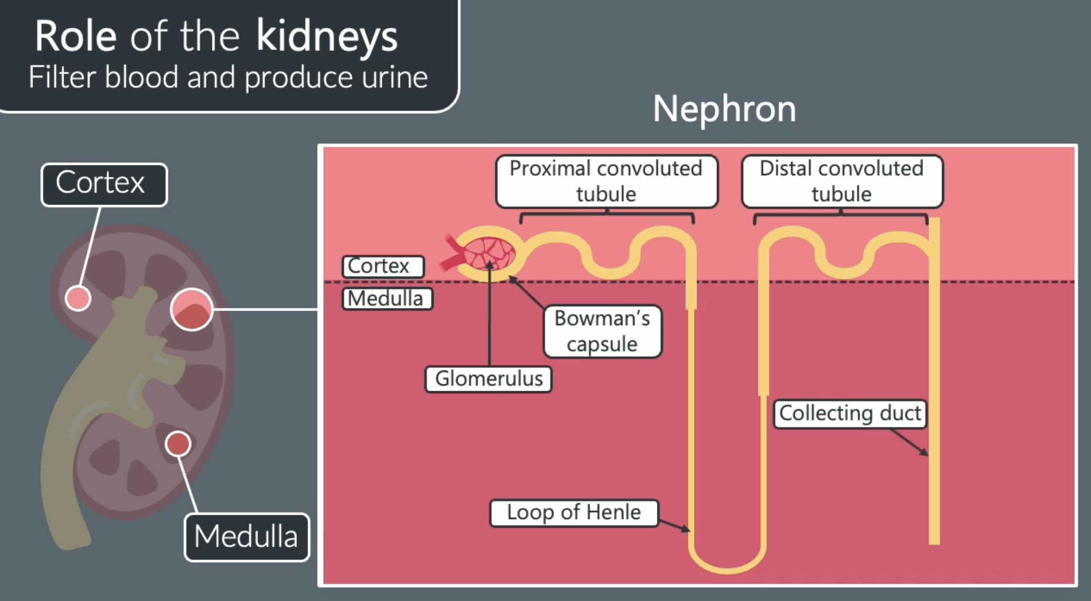 <p><span>nephrons are tubes that extend through the cortex and medulla of the kidney that filter the blood</span></p><p></p>
