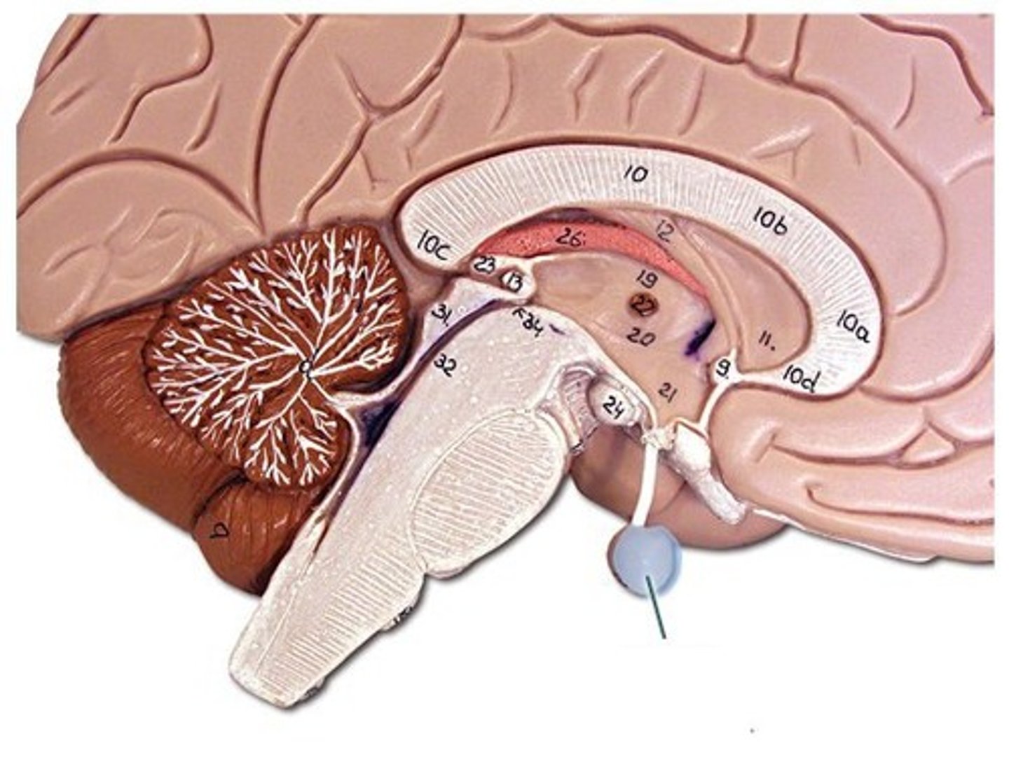 <p>Looks like a large pea and is attached to the end of the infundibulum. The hypothalamus control it.</p>