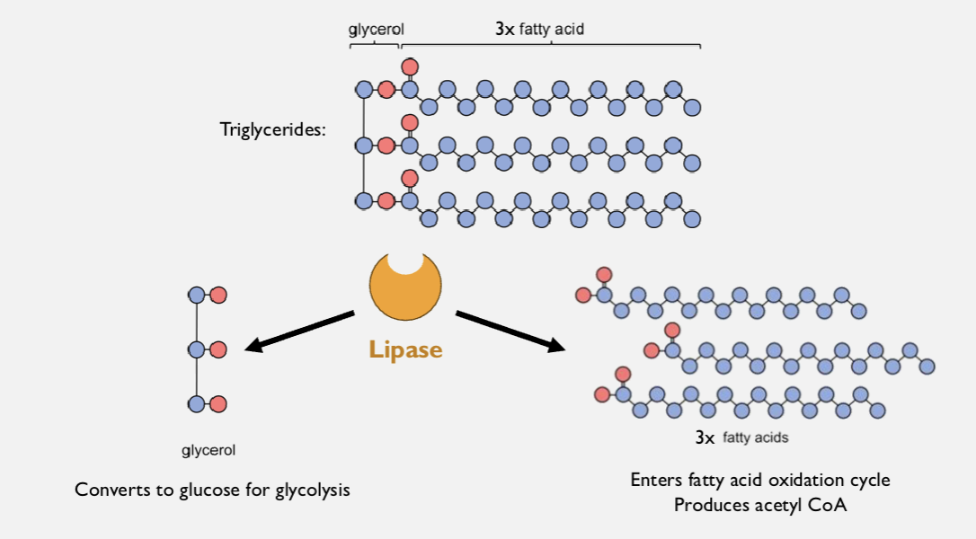<p><span>LIPID DIGESTION (Triglycerides TO glycerol + fatty acids)</span></p>