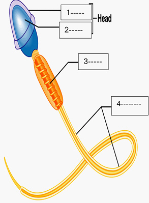 <p>1 (1-4)</p>