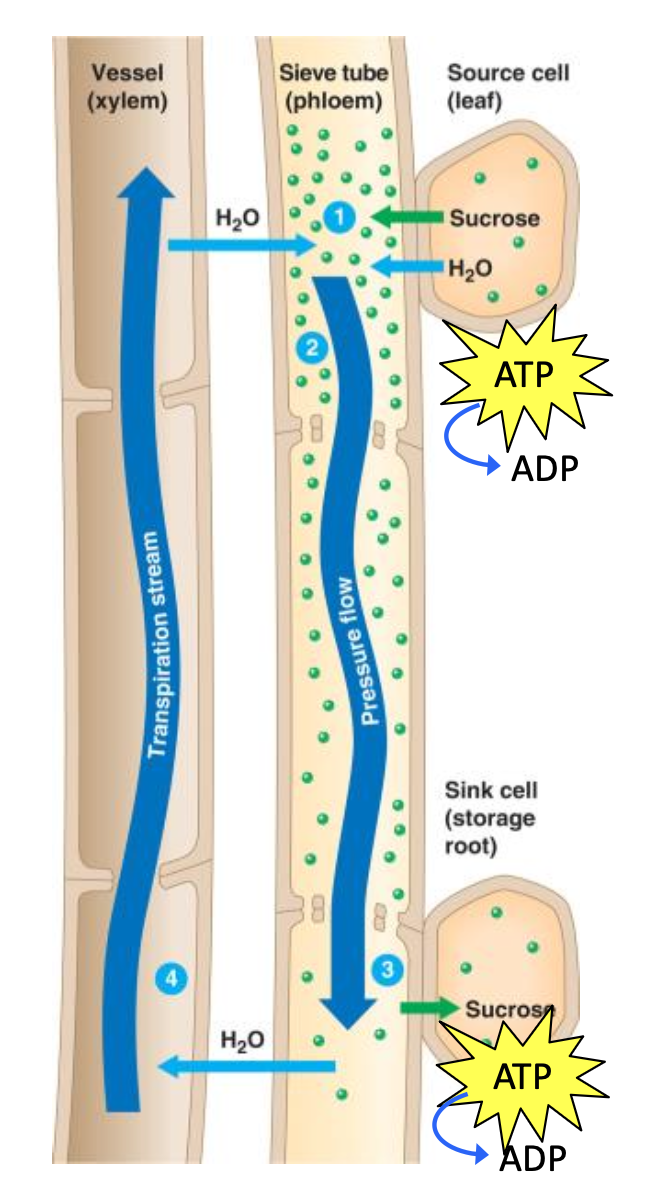 <p>Because sugars and other</p><p class="p1">substances are selectively added</p><p class="p1">to and removed from phloem, its</p><p class="p1">cells are _____, and transport in</p><p class="p1">phloem _____ require energy.</p>