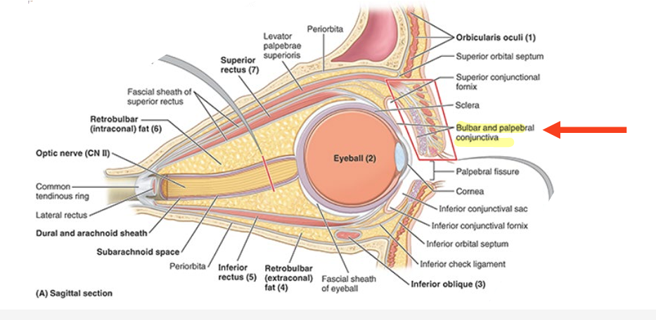<ul><li><p>eyelids are covered externally by thin skin</p><ul><li><p>internally by transparent mucous memb =<strong> palpebral conjunctiva</strong></p></li></ul></li><li><p>palpebral conjunctiva is reflected onto the eyeball, where it is continuous w/ <strong>bulbar conjunctiva</strong></p><ul><li><p>attached to ant. surface (sclera) of the eyeball</p></li></ul></li></ul><p></p>