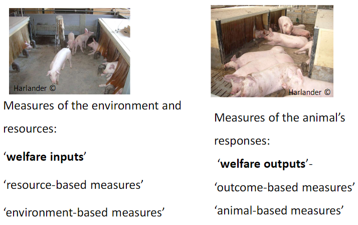 <p><strong>Environment and Resource Measures</strong><br> Also called: <strong>welfare inputs</strong>, <strong>resource-based measures</strong>, <strong>environment-based measures</strong></p><p><strong>Animal Response Measures</strong><br> Also called: <strong>welfare outputs</strong>, <strong>outcome-based measures</strong>, <strong>animal-based measures</strong></p>