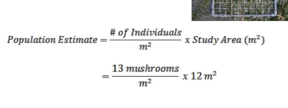 <p>Quadrat Sampling Used for </p><p>Organisms that <strong>do not move</strong>.</p><p>Examples:</p><ul><li><p>Grass</p></li><li><p>Flowers</p></li><li><p>Moss</p></li><li><p>Seaweed</p></li></ul><p>Method:</p><ul><li><p>Place a square frame (quadrat) randomly.</p></li><li><p>Count organisms inside.</p></li><li><p>Repeat several times.</p></li><li><p>Calculate average density.</p></li></ul><p> </p><p><span data-name="check_mark_button" data-type="emoji">✅</span> Best for plants and sessile organisms.</p>